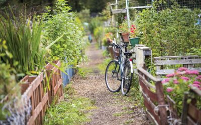 How to start your own allotment from scratch