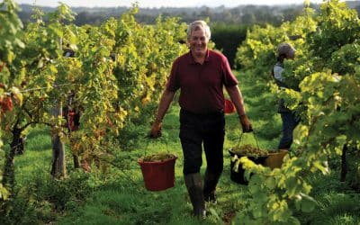 English vineyards expect vintage year thanks to the ‘right weather in the right order’
