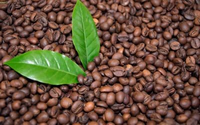 Going to ground: How to use coffee waste in the garden -and what to watch out for