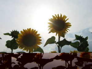 Are We In For A Good Summer?