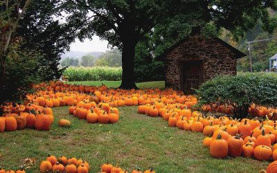 Trick or treat? How to grow your own prize pumpkins