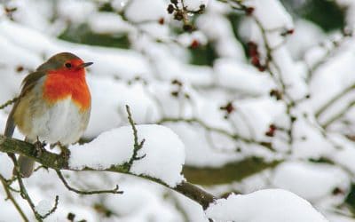 Keeeep counting! Celebrating 40 years of counting garden birds