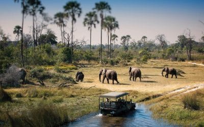 Wild at heart? Experience the awe and magic of an African safari