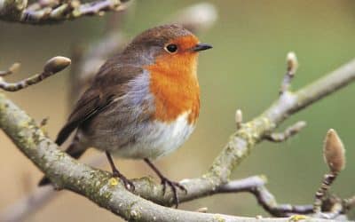 Big Garden Birdwatch: Warmer weather has boosted tiny birds’ survival chances