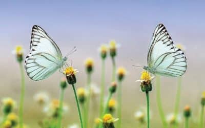 Online map opens to track gardeners’ action for butterflies