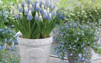 Add zing to your spring! 10 bulbs to buy and plant now