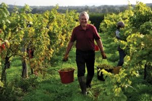 english vineyards