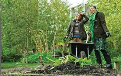 The cream of the crops: Autumn sowing in the veggie patch