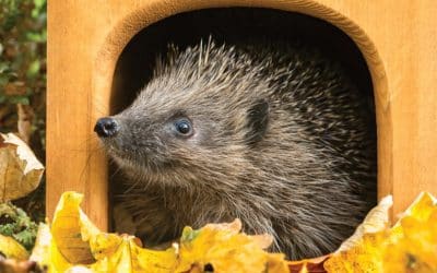 Winter wildlife: How to attract birds, insects and mammals to your garden in winter