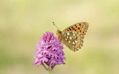 People urged to protect butterflies this spring and boost their mental health