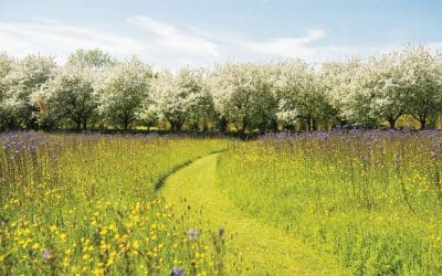 How low should you go? Monty Don has stirred the pot on lawn cutting. It’s risky but he’s right.