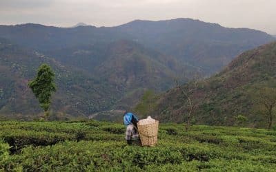 India’s Covid outbreak hits tea industry that supplies world’s cuppas