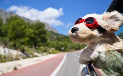 Don’t forget your best friend! 7 dog-friendly UK holiday ideas