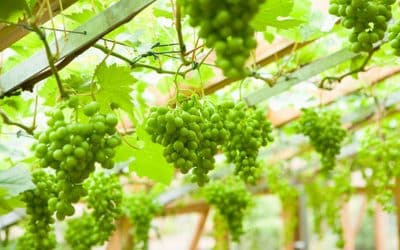 Vine and dandy: Alan Titchmarsh on growing grapes in your garden