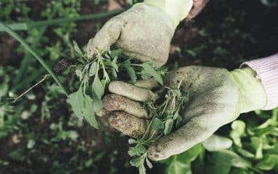 Frequent gardening maybe linked to improved wellbeing