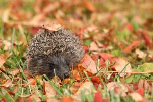 hedgehogs