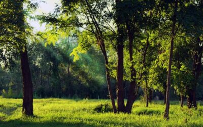 The nature cure: How time outdoors transforms our memory, imagination and logic