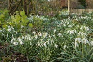 Snowdrops