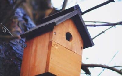 Safe haven: 5 ways to help garden birds this nesting season