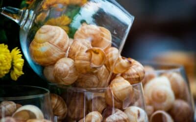 Eating at a slow pace: A new record at the world’s biggest snail-eating festival