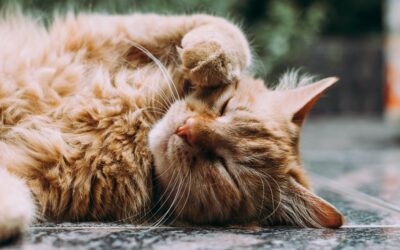 The Purr-fect Companion: The benefits of owning a cat in later life