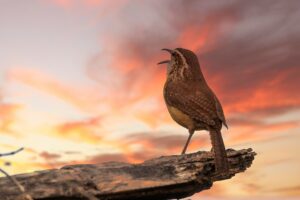 Bird Singing