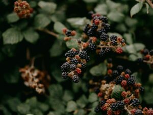 Blackberries