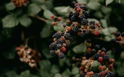 The health benefits of blackberries