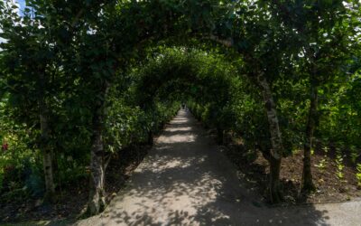 Cornwall’s sleeping beauty: The tale of Heligan’s lost gardens