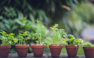 Healthy herbs: Tips on harvesting and saving your home-grown herbs