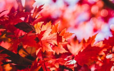 10 natural ways to boost your energy this autumn