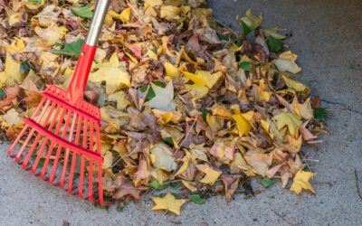 Rakes at the ready! Get ahead with Autumn gardening jobs