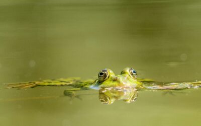 Wildlife watch: How to help garden visitors hunker down for winter
