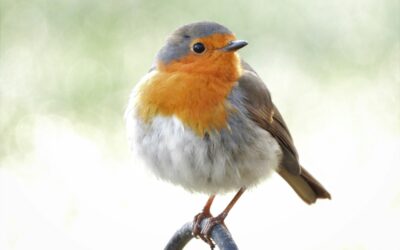 Feathered friend: 10 things you should know about the most winter season of all garden birds -the robin