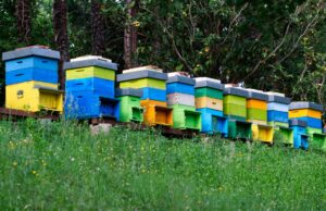 Beehives