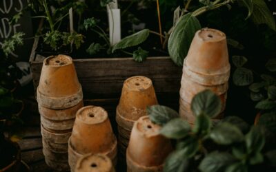 Winter work: How to avoid plant losses, flowering disappointments and container catastrophes