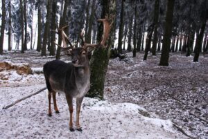 Winter Wildlife