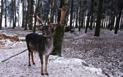 Walk on the wild side: 5 fantastic winter walks for wildlife spotting