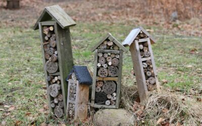 Take a walk outside on the wild  side: 11 ways to make your garden more wildlife-friendly