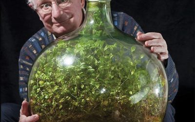 80-year-old man hasn’t watered this sealed bottle garden since 1972 & still going strong