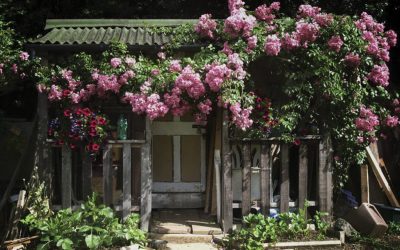 In praise of the humble garden shed – it’s more than just a tool store