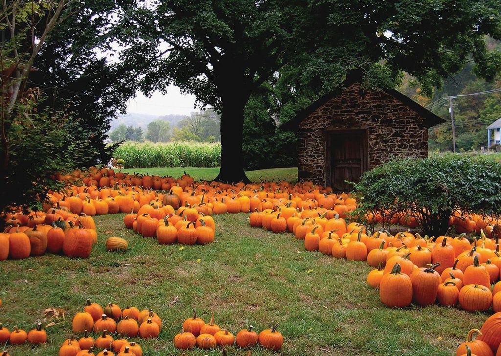 Trick or treat? How to grow your own prize pumpkins | Our Place