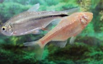 Mexican tetra fish may offer heart repair clue