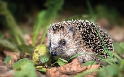 Are we harming garden wildlife with plastics, toxic food and bad design?