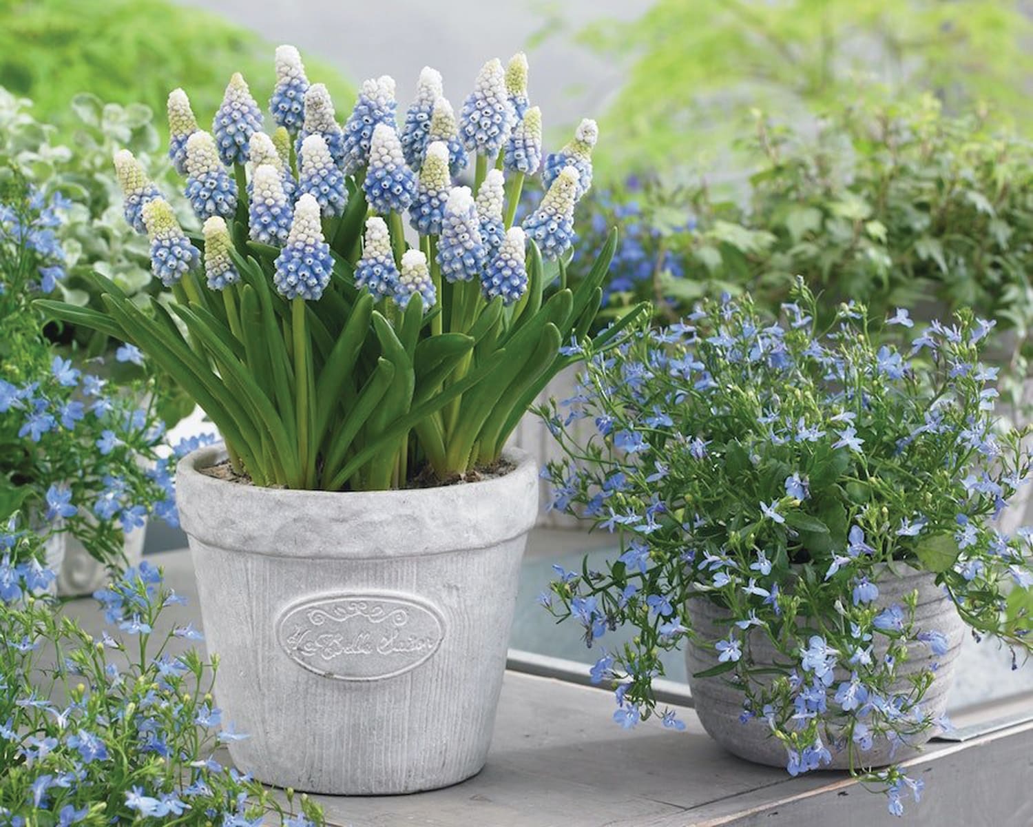 Add zing to your spring! 10 bulbs to buy and plant now - Our Place