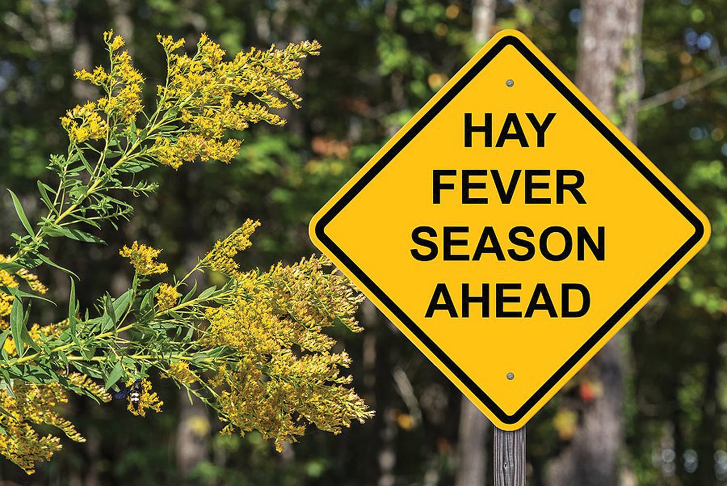 Atchoo! Top tips for hay fever sufferers this Spring and Summer Our Place