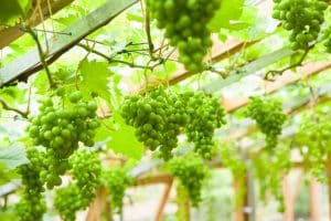 growing grapes
