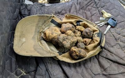 ‘Truffle Hound’: Truffles are the most expensive food in the world -here’s how to find them and where they are in the UK