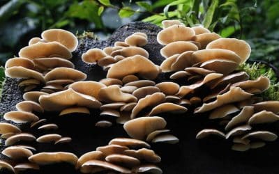 Fungi: The earth’s secret miracle worker that protects our climate