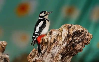 Woodpeckers and wagtails: How readers enjoyed the big birdwatch